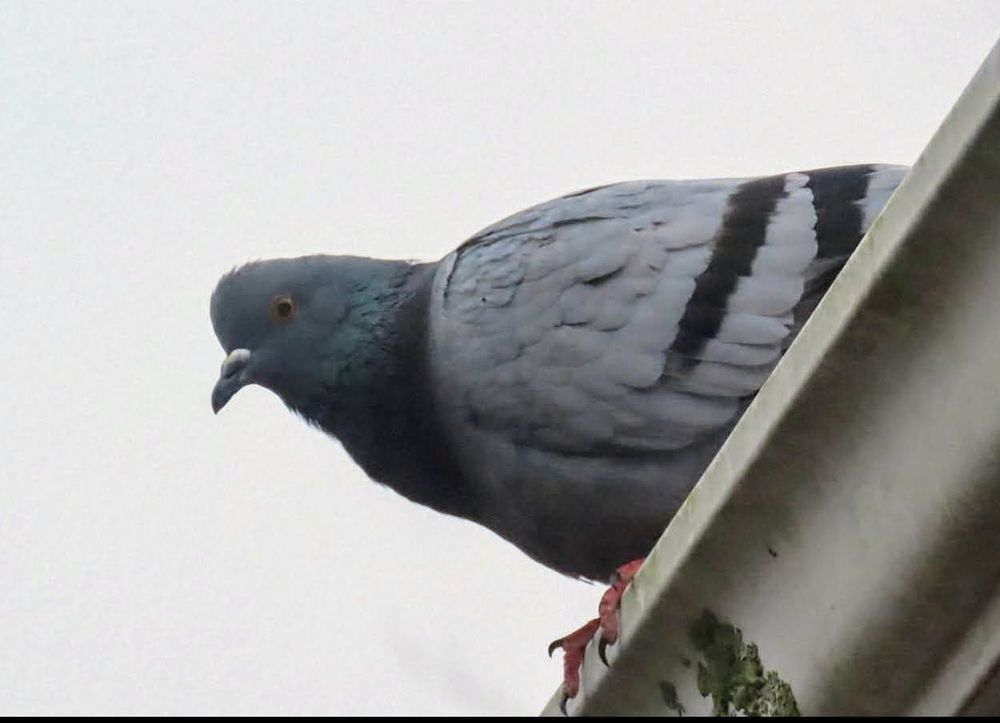 A blue and gray pigeon looks over the edge of a gutter.