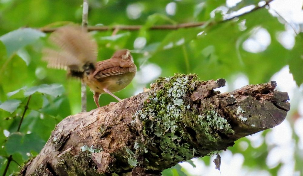 The side and back of a perky carolina wren on a lichen covered broken branch. Their tail feathers are spread out. 
