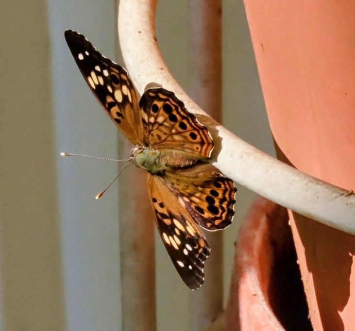 Two photos of an orange, brown and white butterfly on a white plant stand holding an orange pot.