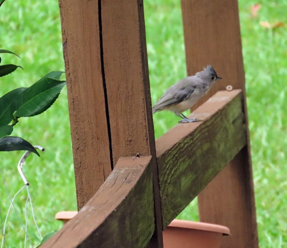 A titmouse on a brown wood rail next to an empty flower pot