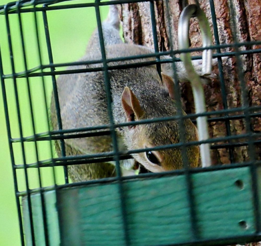 A different gray squirrel is leaning into the cage feeder that is almost empty of seeds in two photos.