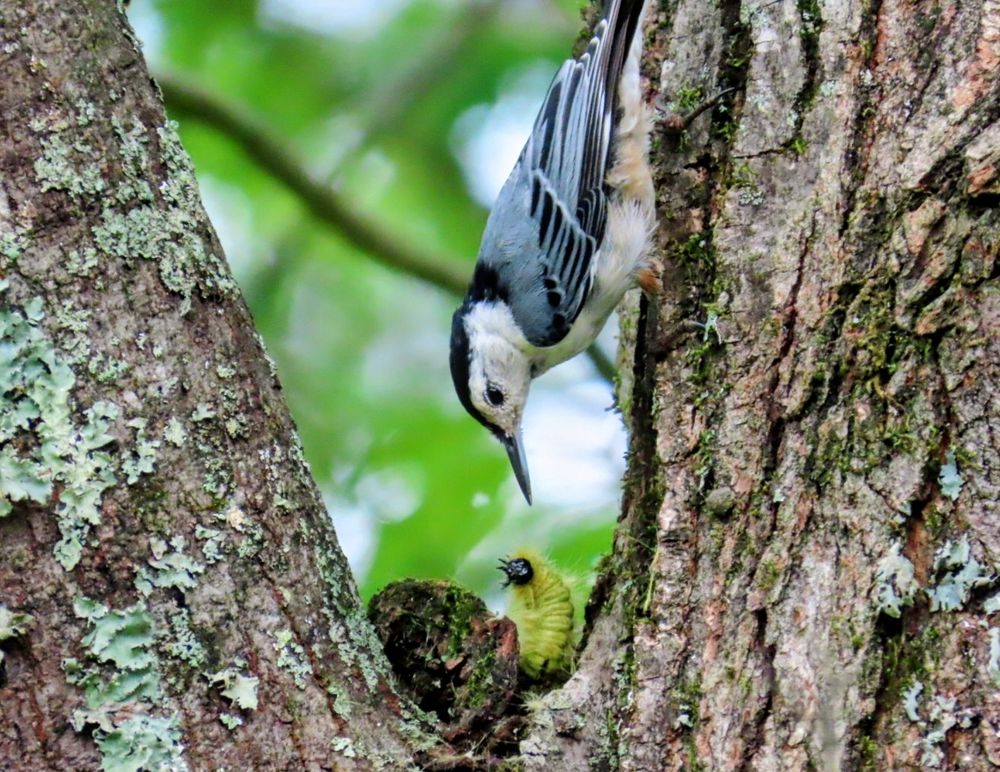 A white breasted nuthatch stares down at a fuzzy yellow caterpillar in the notch of a maple tree.