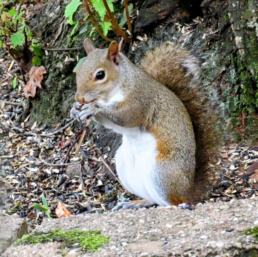 A gray squirrel is finding scattered birdseed under a feeder on a tree in two photos