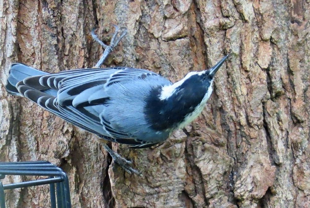 Four pictures are of a white breasted nuthatch with blue and black on their back. The nuthatch is going up and down a lichen covered maple tree with seeds to hide for later. 