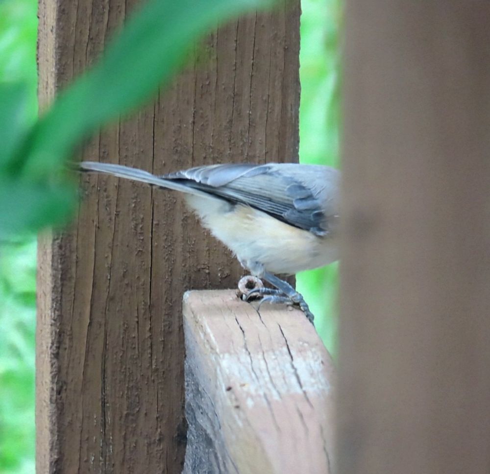 The back half of a curious titmouse on a wood rail