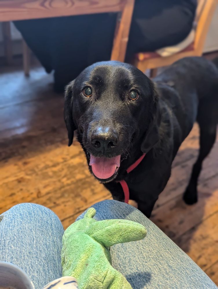 Lacey is standing indoors on a wooden floor. She is looking up with her mouth open and tongue out, appearing happy and attentive.