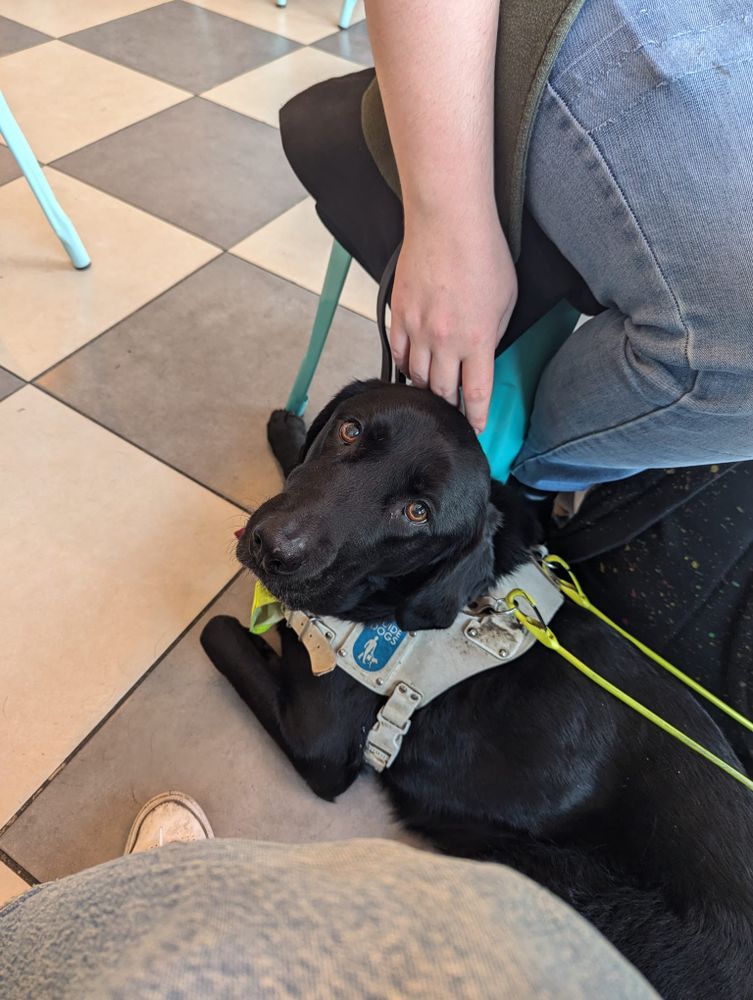 Lacey is lying on a checkered floor with black and beige tiles. She is wearing her guide dog harness, and is looking up towards the camera with a calm expression. I am sitting on a chair next to her, wearing blue jeans and resting my hand on her back.