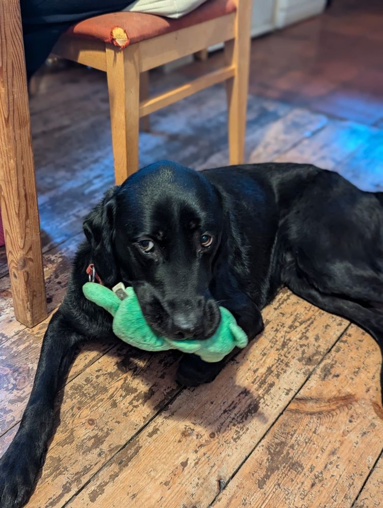Lacey is lying on a wooden floor. She is holding a green plush toy bear (yet to be named) in her mouth.