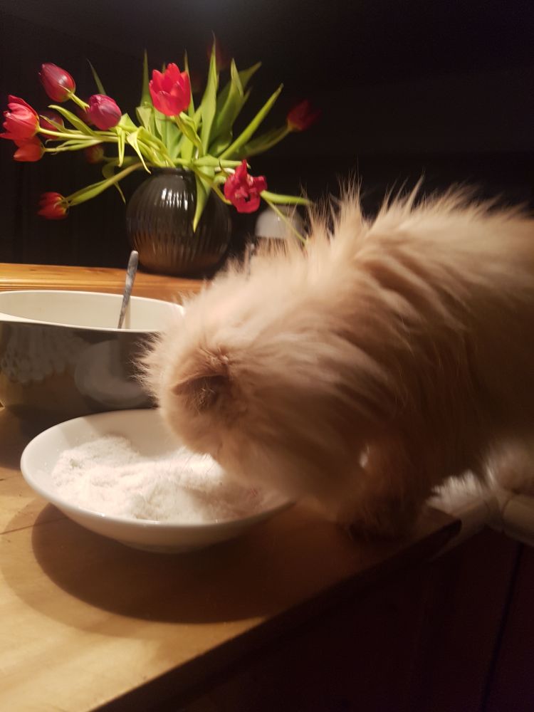 Eine cremefarbene Perserkatze steht auf der Küchenarbeitsfläche und schleckt geriebenen Parmesan aus einem Teller.