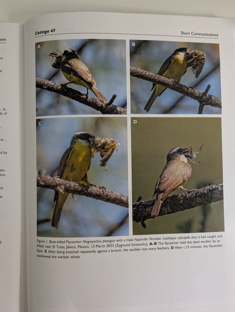 Sequence showing boat-billed flycatcher eating a Nashville warbler 