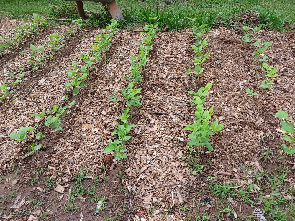 6 short rows of crowder peas, just 5 inches tall.