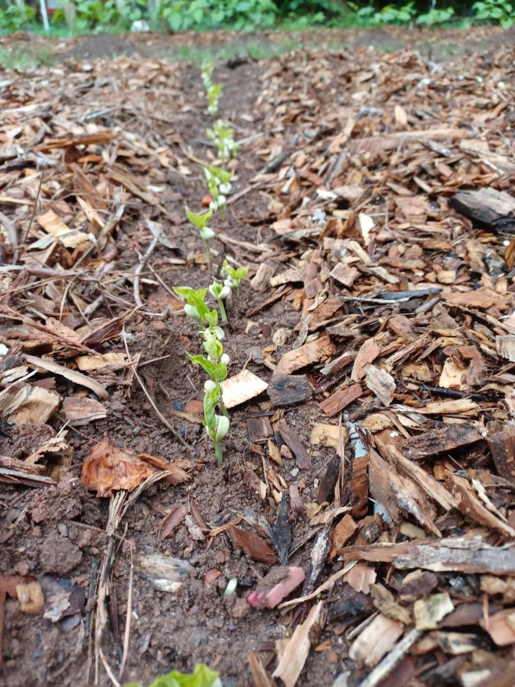 Crowder peas sprouting