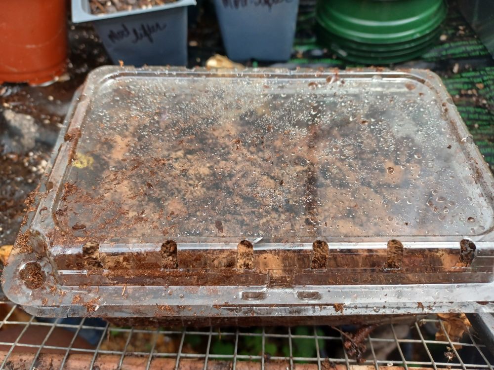 Clear strawberry container works like tiny greenhouse. 
