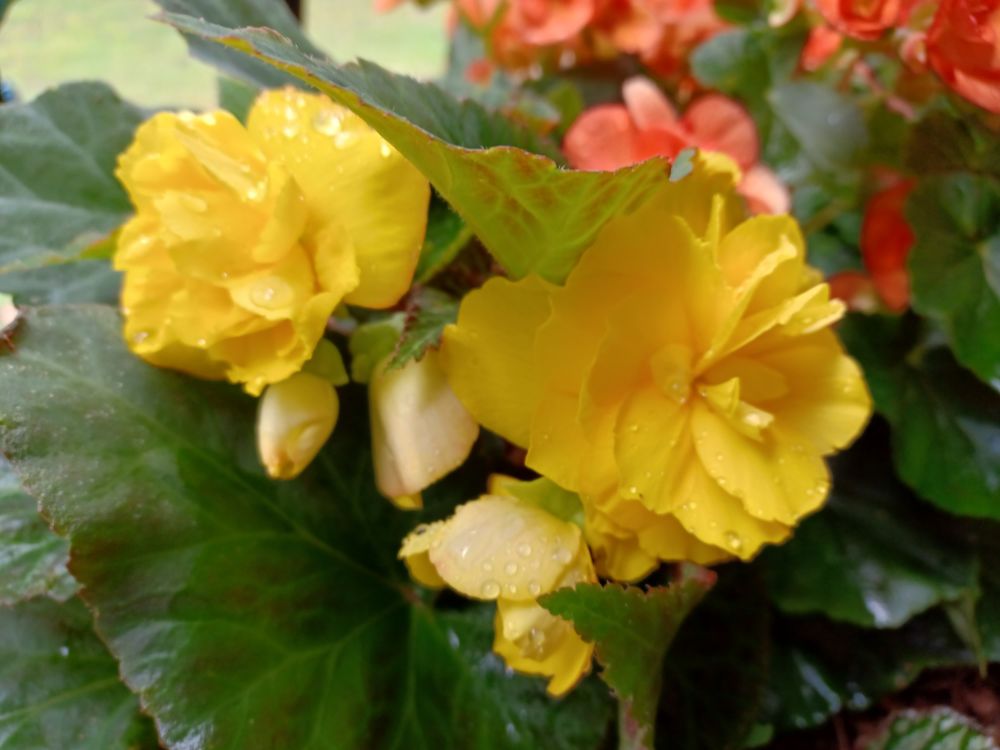 Yellow begonias