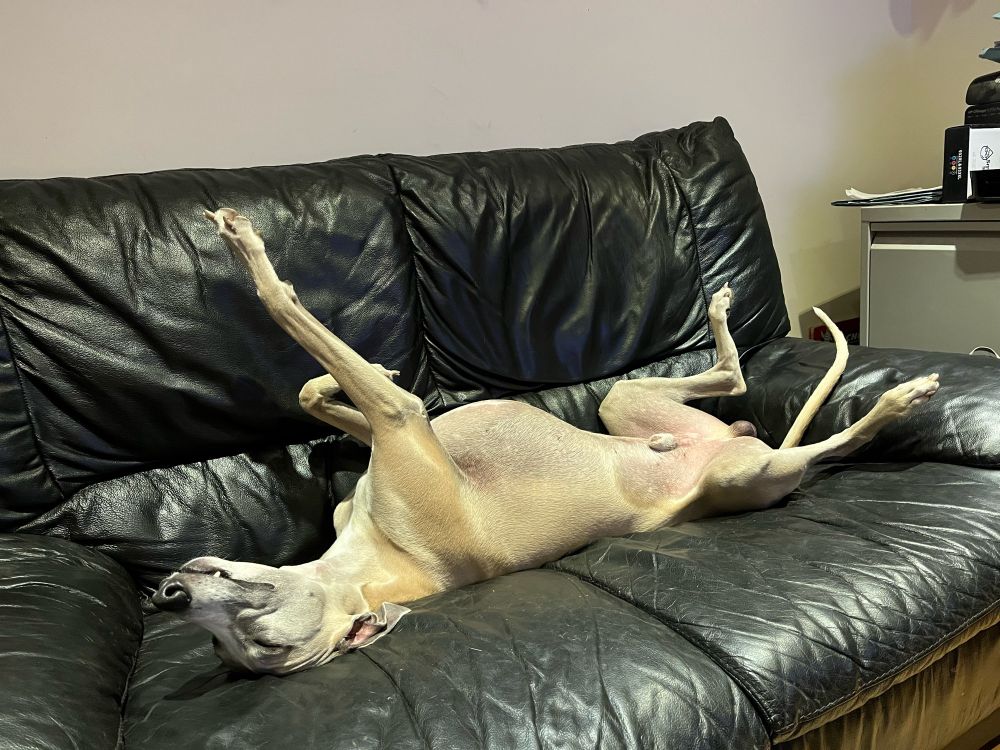 Beautiful whippet reaching on a sofa