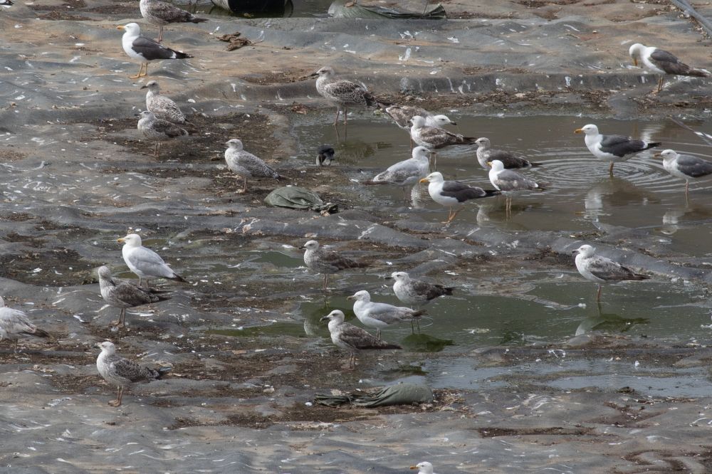 2 YLG (juv and 1s) and 1s Casp in mixed gull flock.