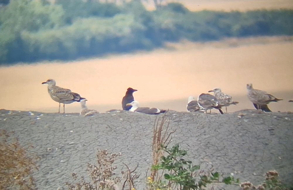 Juv YLG and 2nd 1s Casp