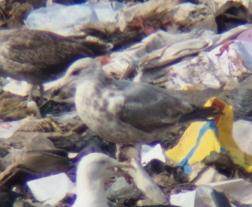 Well-marked 3cy Herring Gull