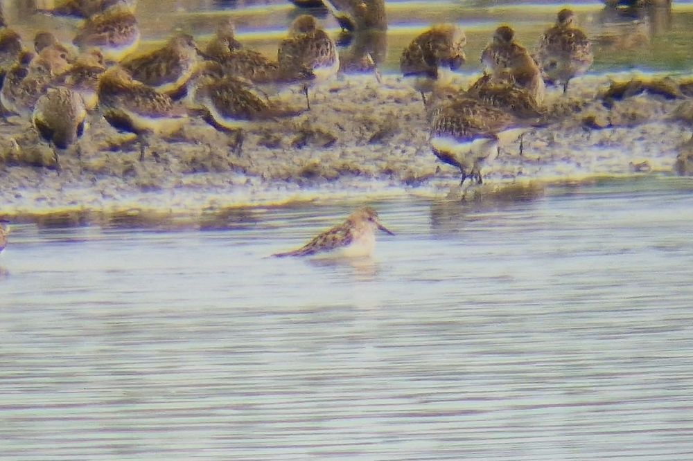Moulting adult Little Stint