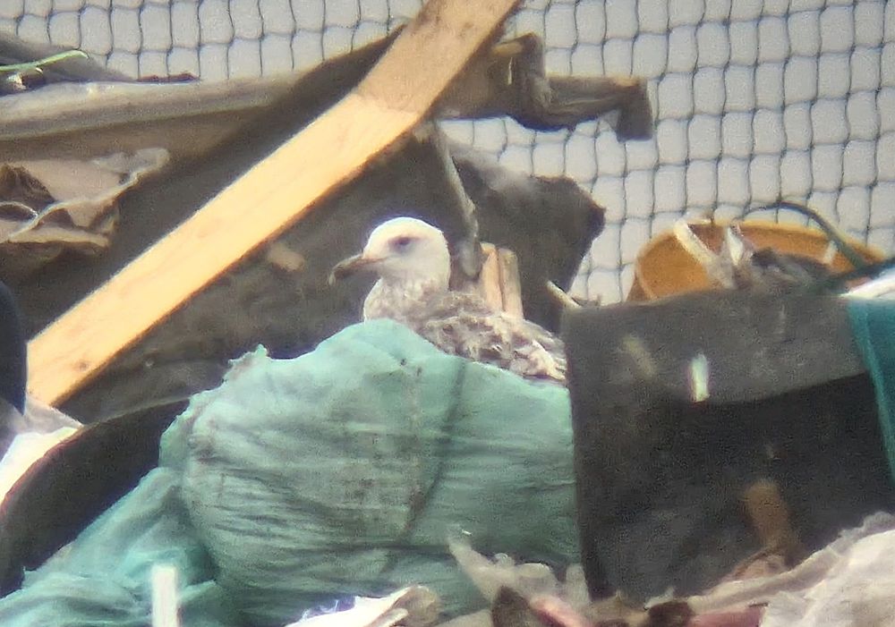 1s Casp, present on last 3 visits
