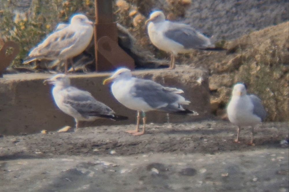 Adult Caspian Gull, green-ringed