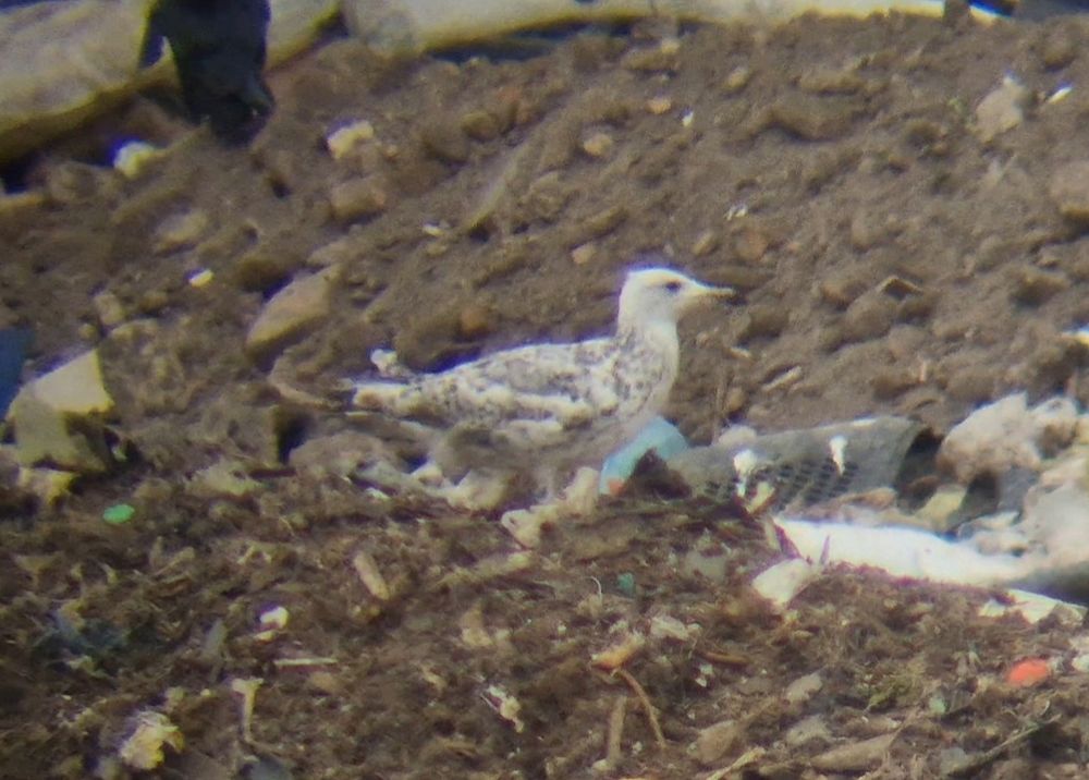 1s Caspian Gull