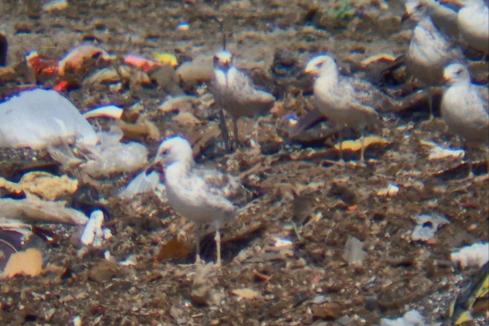 3rd 1s Casp in middle-left, and ringed bird from first image in back-right.