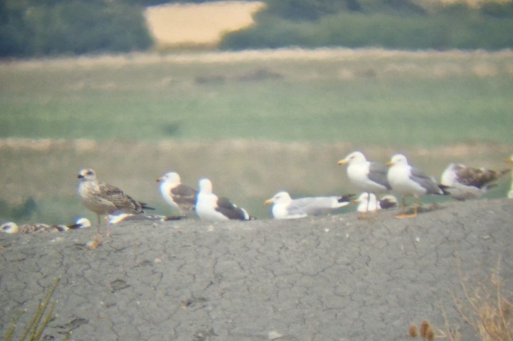 Juv and 2 adult Yellow-legged Gulls.