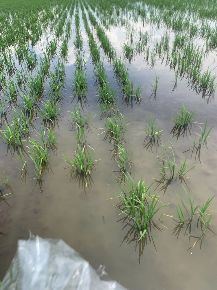 detail on rice plants in rows in the flooded paddy
