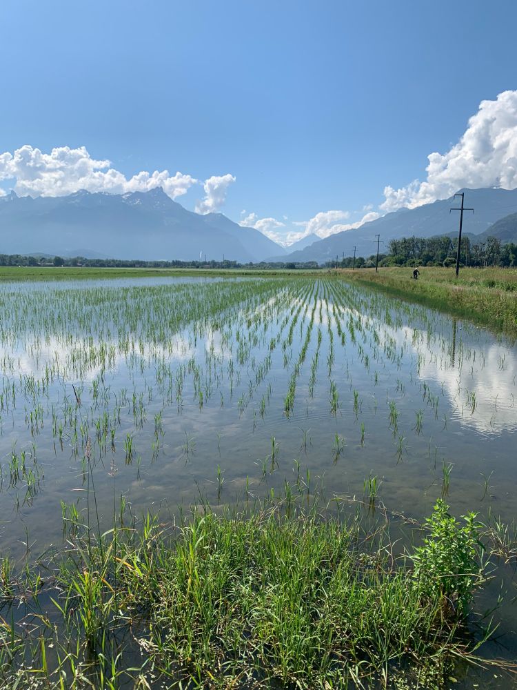 Flooded field with young rice plants and the alps in the background