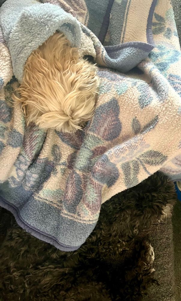 Our two dogs snuggled on me and some blankets. Cuba is also in a hoodie