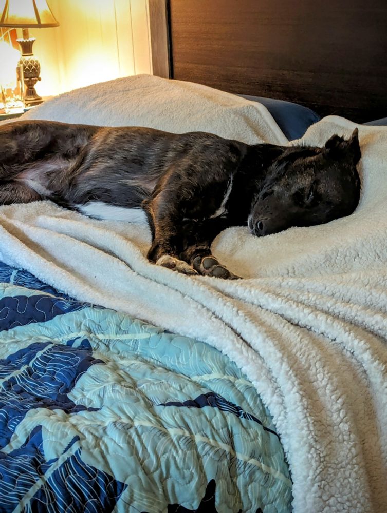 Pepper the brindle rescue dog lying on the bed with a fleece blanket and her head on the pillow 