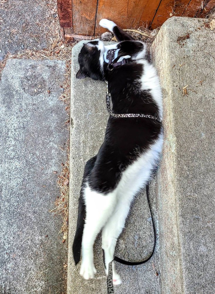 Biscuit the tuxedo cat stretches out fully on old, concrete stairs. She has her harness on to go for a wander in the yard and is maybe ensuring she smells like home before leaving. 