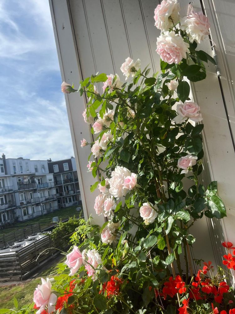 A rose bush in full bloom with the softest pink and and white roses leaqning against a white wooden balcony wall with bright orange geraniums nestled under it