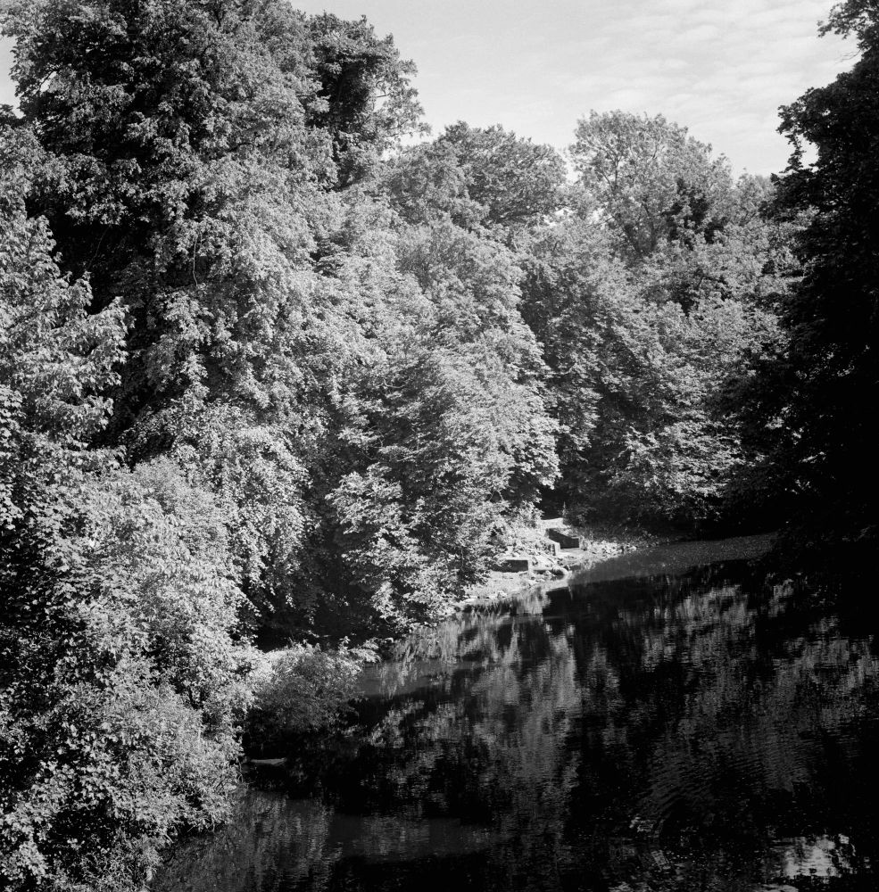 Trees lining the River Almond in Edinburgh.