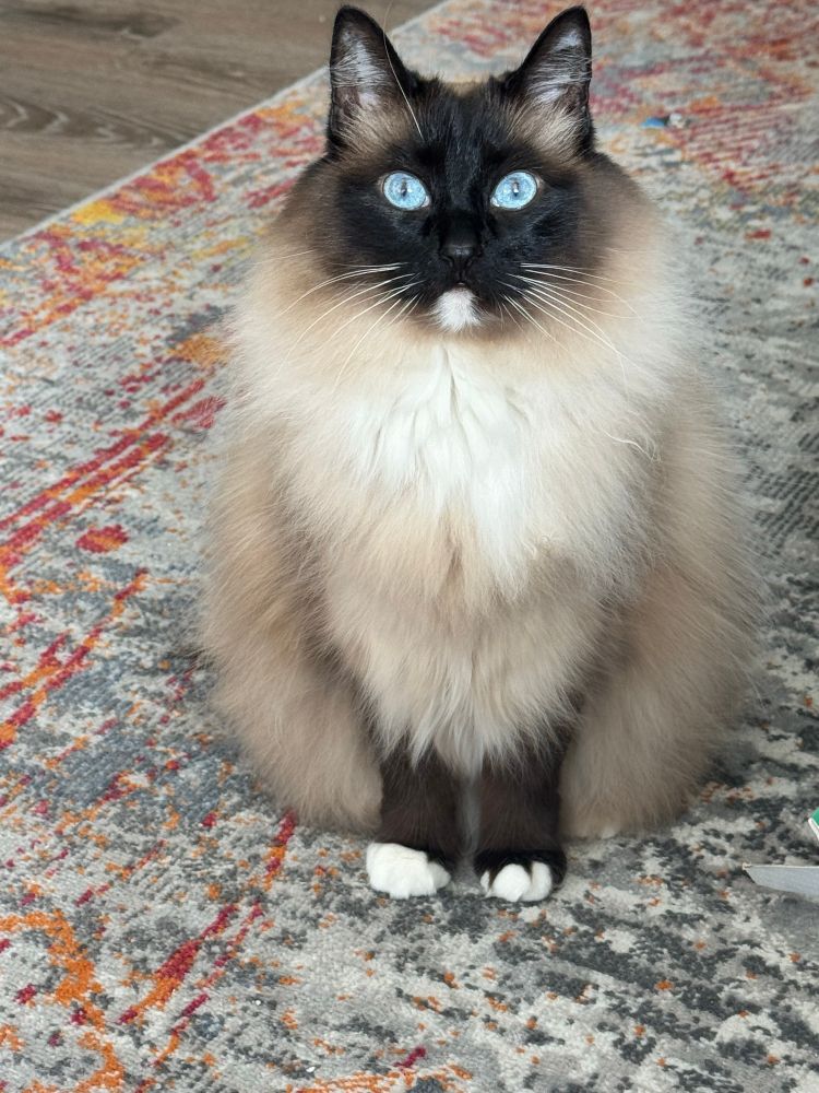 A very puffy ragdoll cat with very blue eyes, dark fur around her face and legs and white toes sits on a carpet staring at the camera like she is waiting for something (dinner, the answer is dinner)