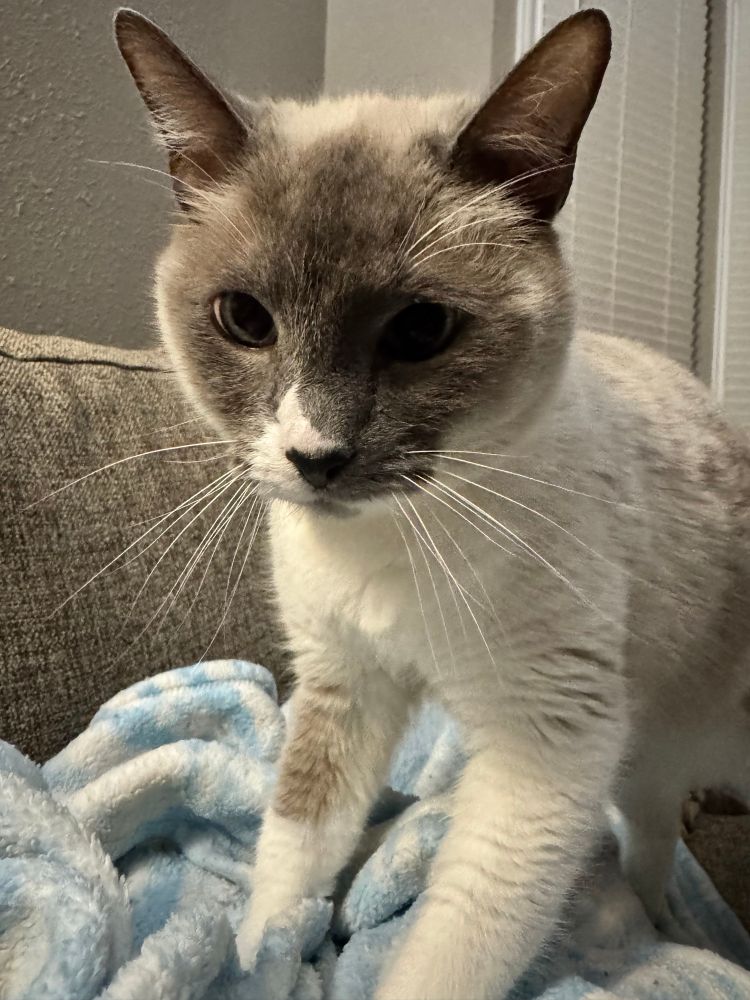 A grey and white cat with blue eyes and long white whiskers is kneading a blue and white blanket like the little baker he his