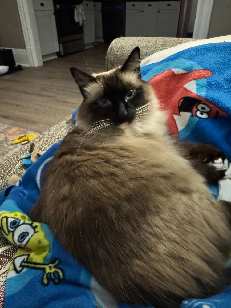A cat with long hair in shades of black and white and brown with blue eyes sits on a blue sponge bob blanket 