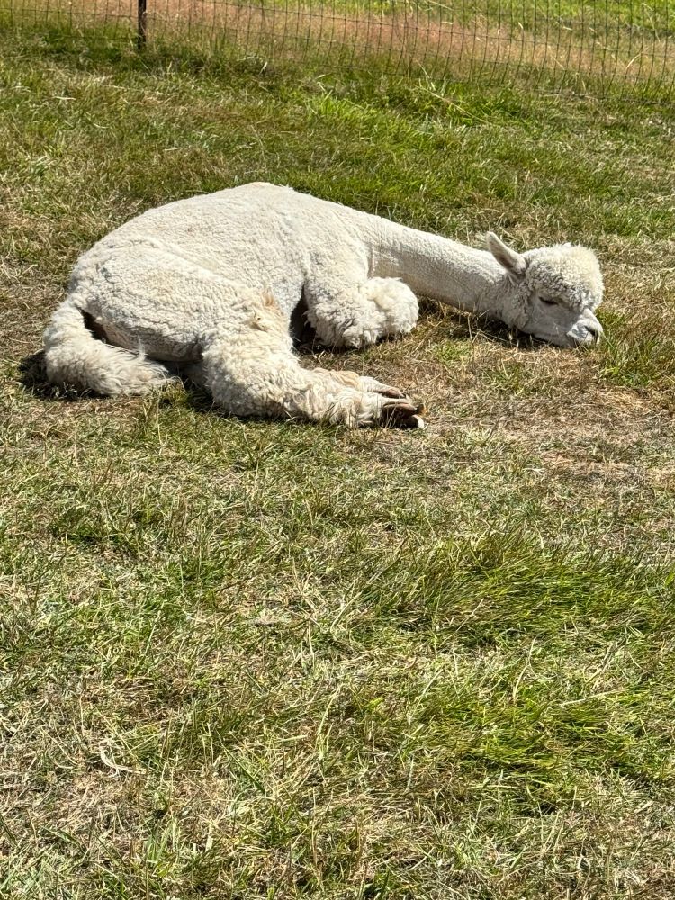 A white alpaca is napping in the sun