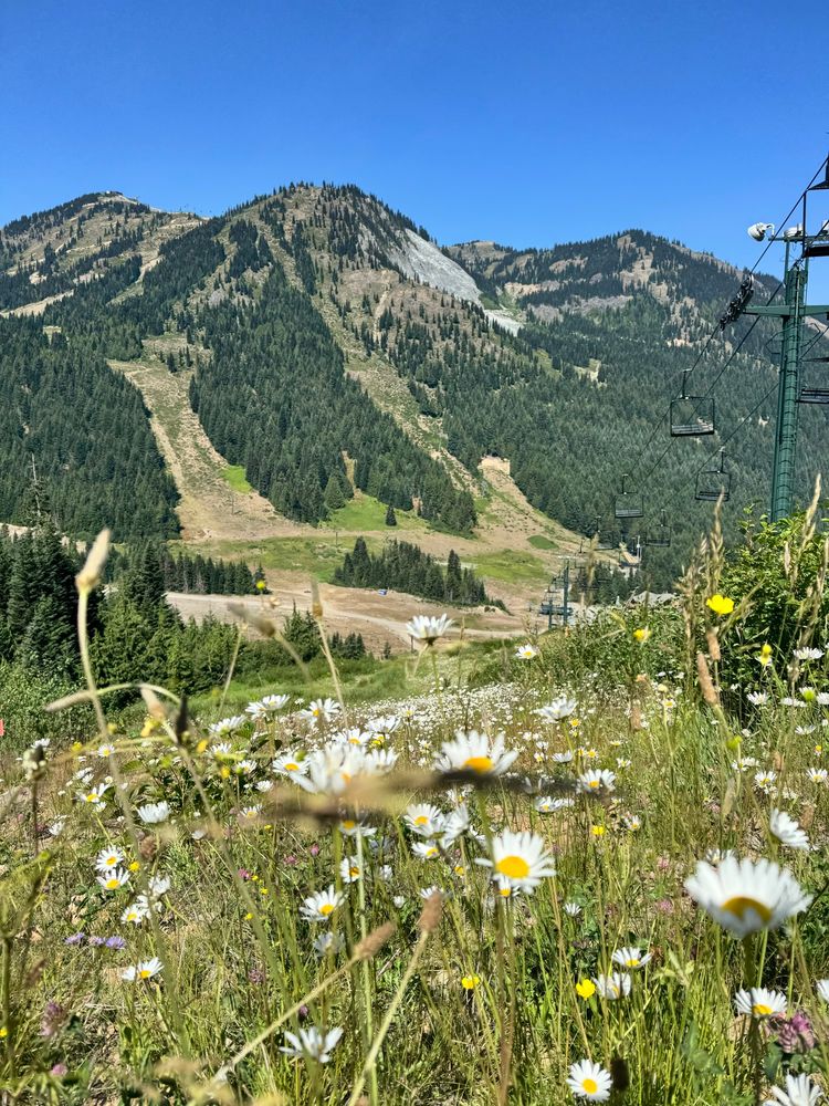 A hillside of wildflowers in white, lilac, pink and yellow looking at a silent ski lift. Across the valley are ski trails that are covered in grass for now. Green evergreens line the slopes.
