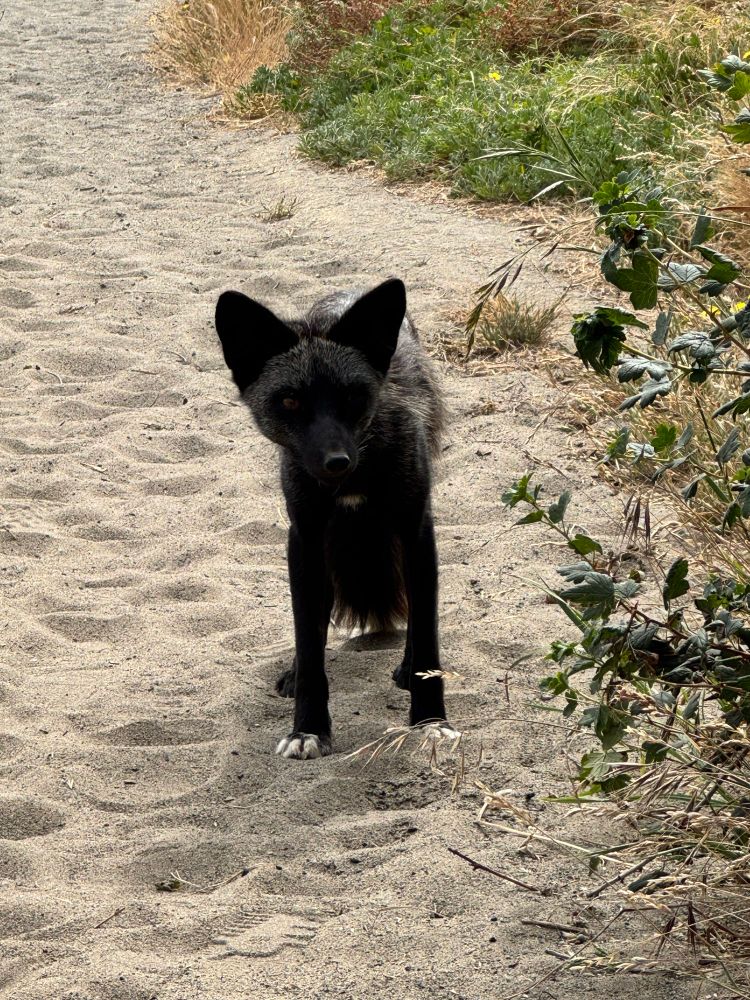 A black colored red fox kit is standing on a sandy trail staring at the camera and is very curious 