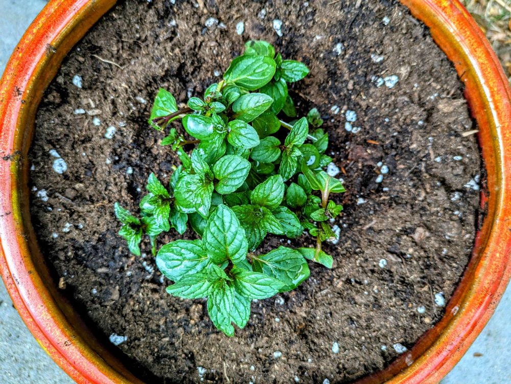Plant in pot
