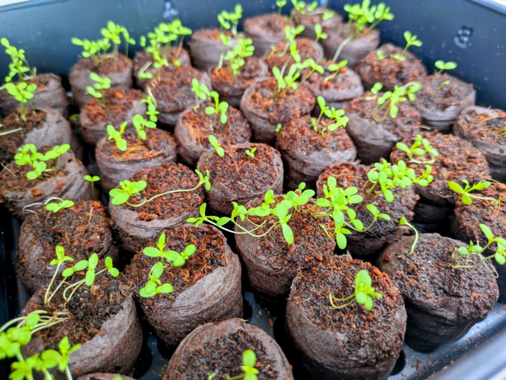 Seedlings