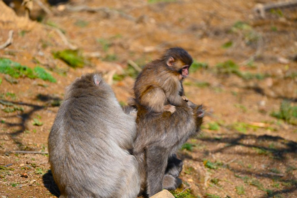 Monkeys
