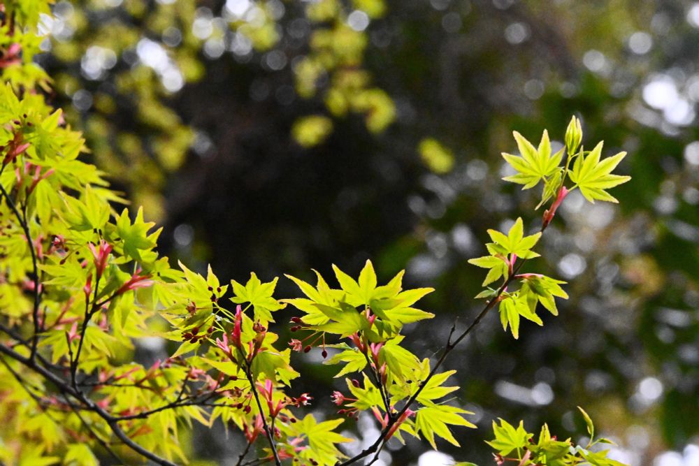 Maple leaves