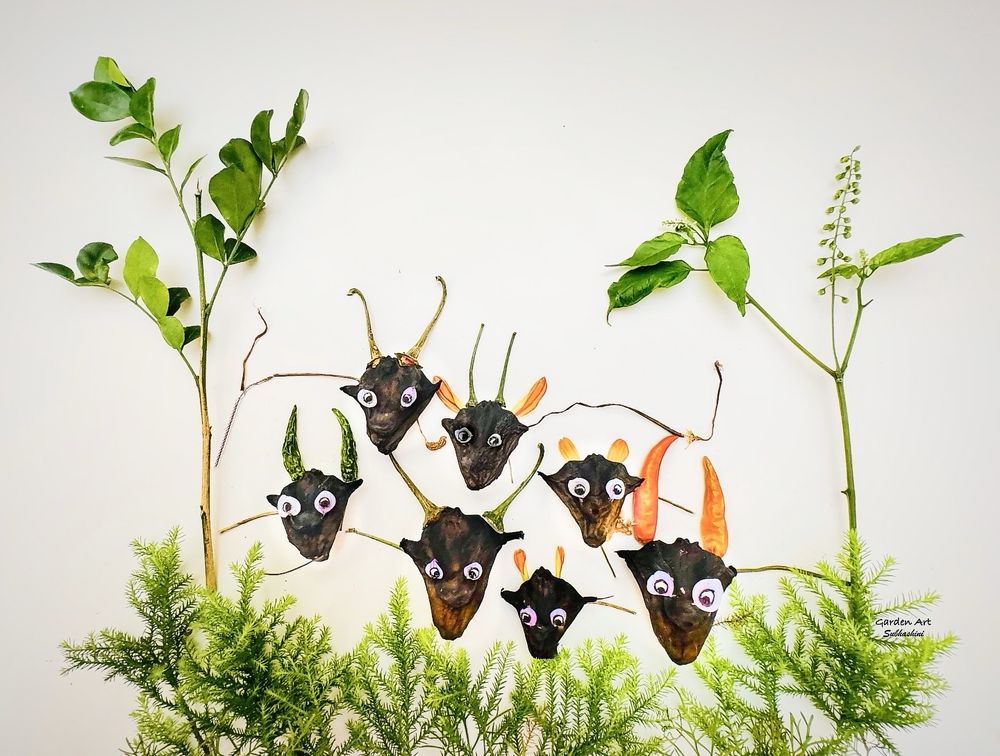 The water chestnuts look like a bull or a flathead. So I created an art with them, created eyes using petals, and some cypress leaves to create a scene where the bulls re behind green grass. 