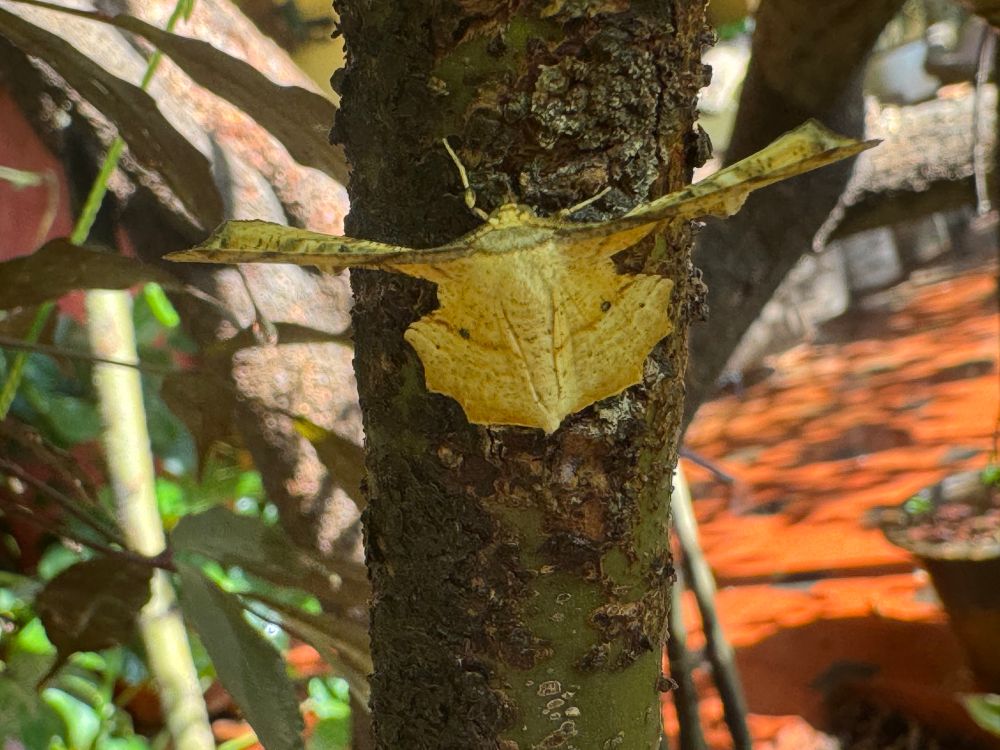 A geometer moth that looks like a dry crinkled leaf. Gonodontis Pallida