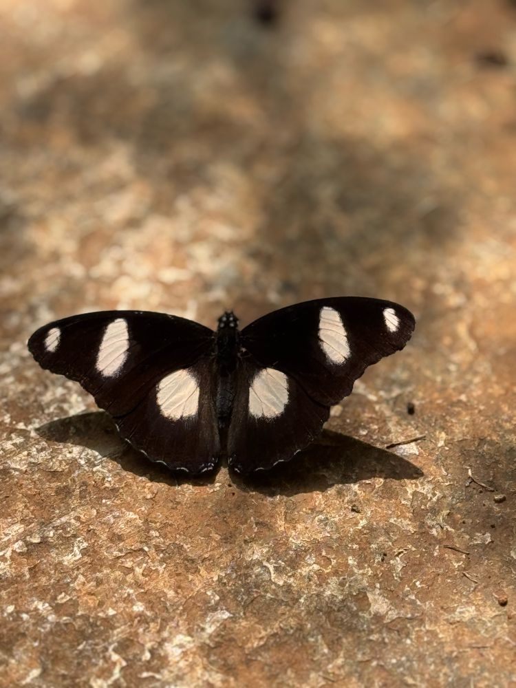 The image shows a female Common Eggfly butterfly (Hypolimnas bolina) resting on a sunlit, textured stone surface. Its dark brown wings are fully open, displaying prominent white spots that are characteristic of the species. The warm, earthy tones of the stone contrast with the butterfly’s subtle yet striking coloration, highlighting its natural beauty. The butterfly, commonly found in India and other parts of Asia, is known for its calm demeanor and preference for sunny gardens and open spaces. 
Accompanying the picture is a micro-poem describing the scene.