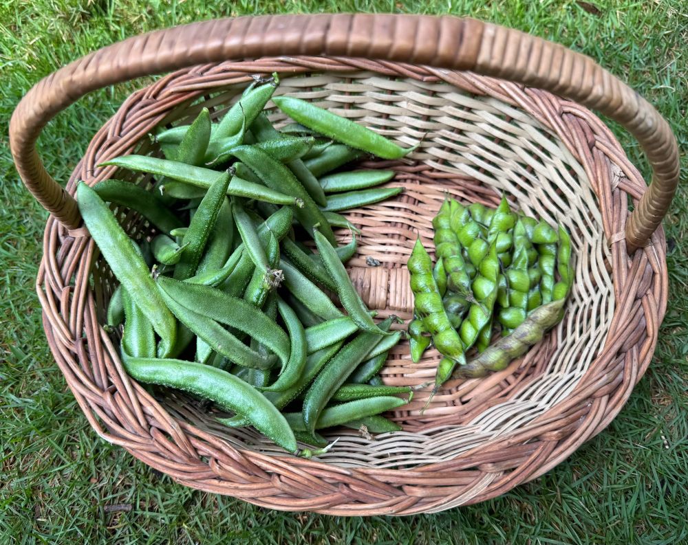 Today’s harvest- Broad bean and Tuvar bean in a basket