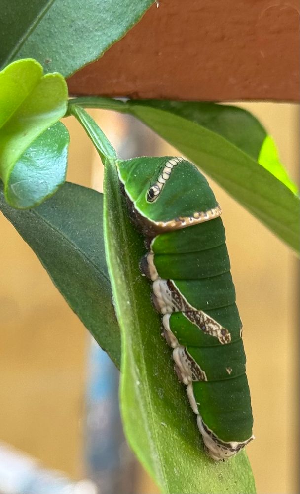 A close-up image of a green caterpillar resting on a citrus leaf. The caterpillar has distinct white and brown markings along its body, resembling a snake’s face near its head area for camouflage. The vibrant green blends seamlessly with the leaf, highlighting its adaptive features. The background is softly blurred, keeping the focus on the caterpillar and the leaf.